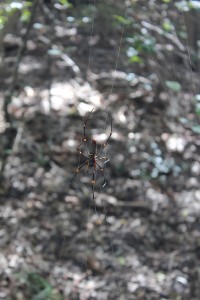 Whitsunday Island-033